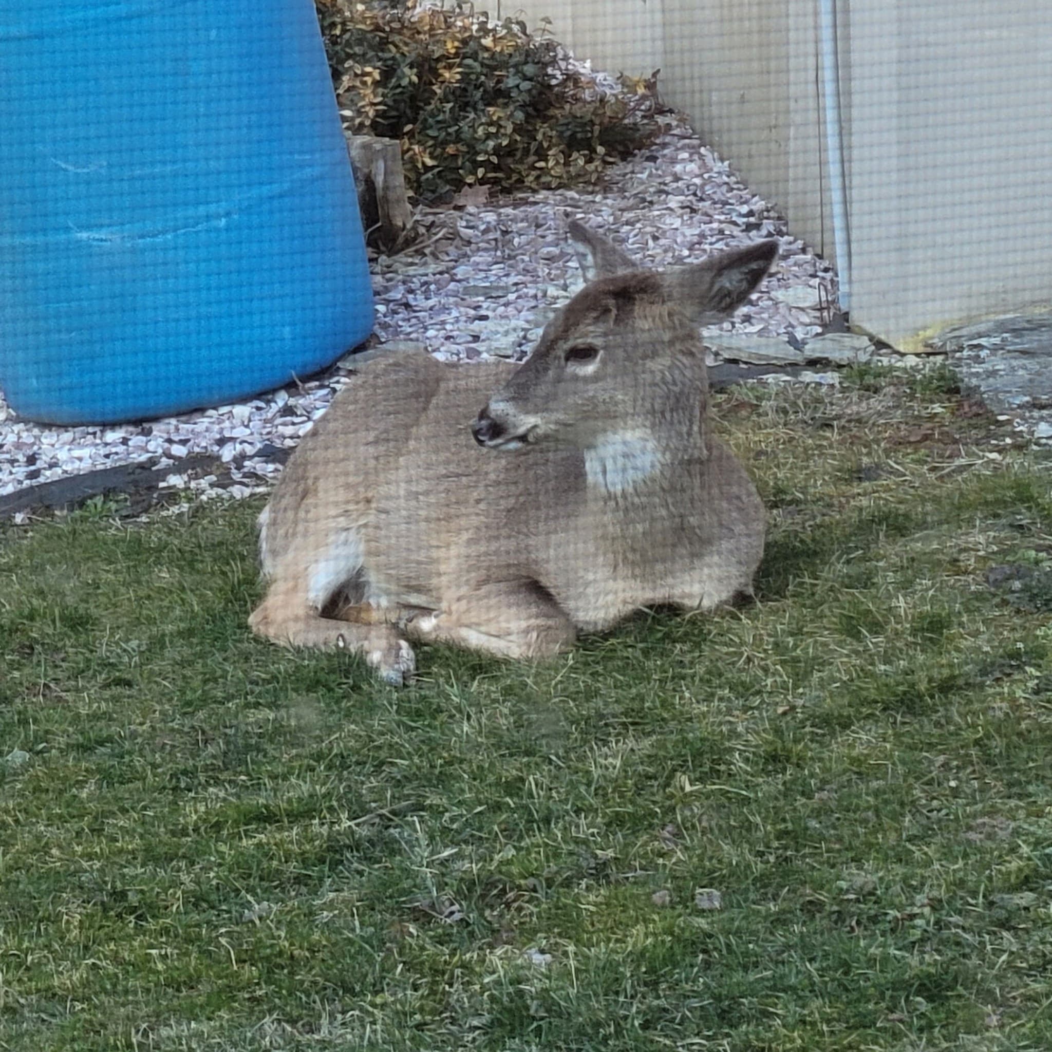 Baby The Deer 1