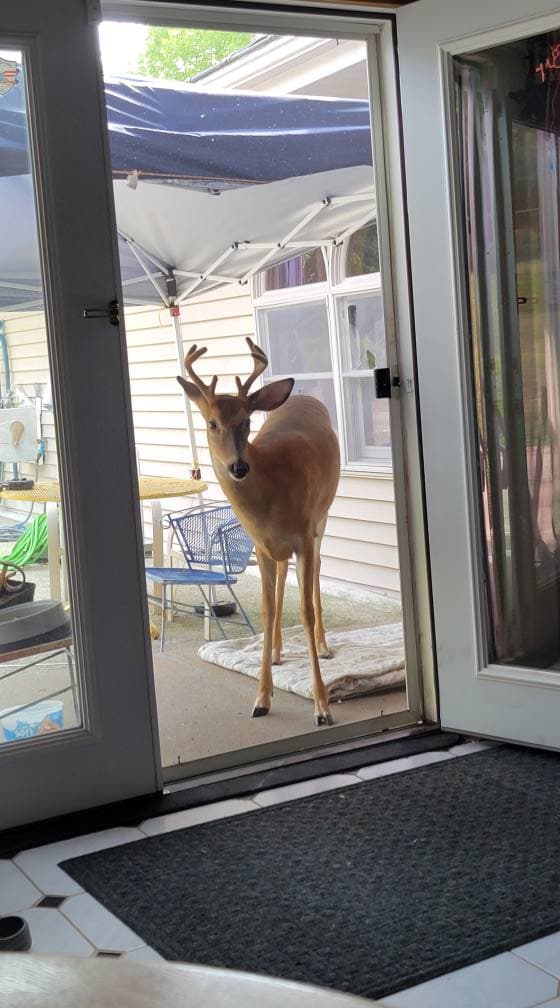 Baby The Deer 10