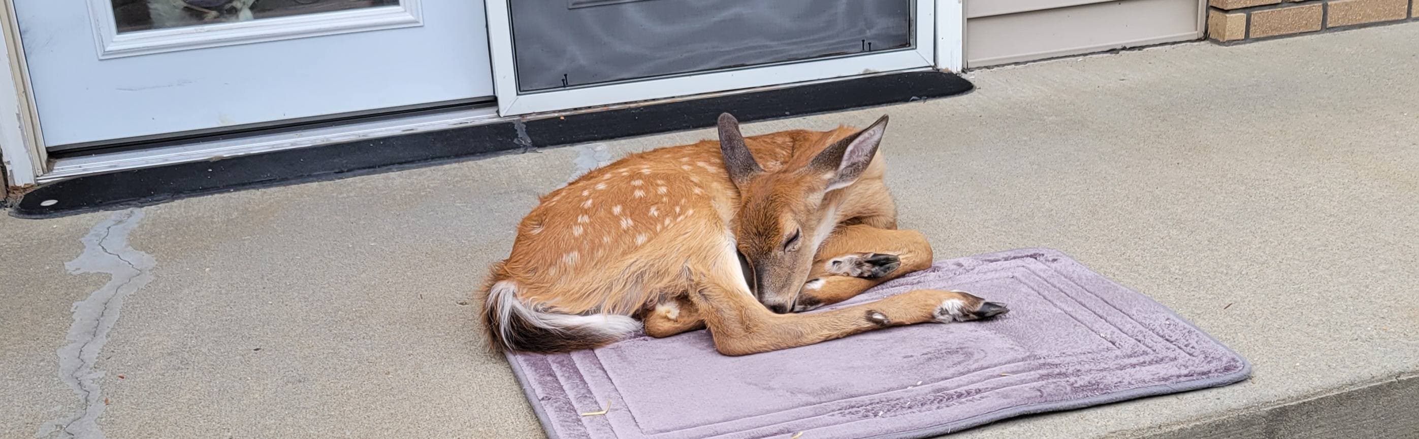 Baby The Deer 11
