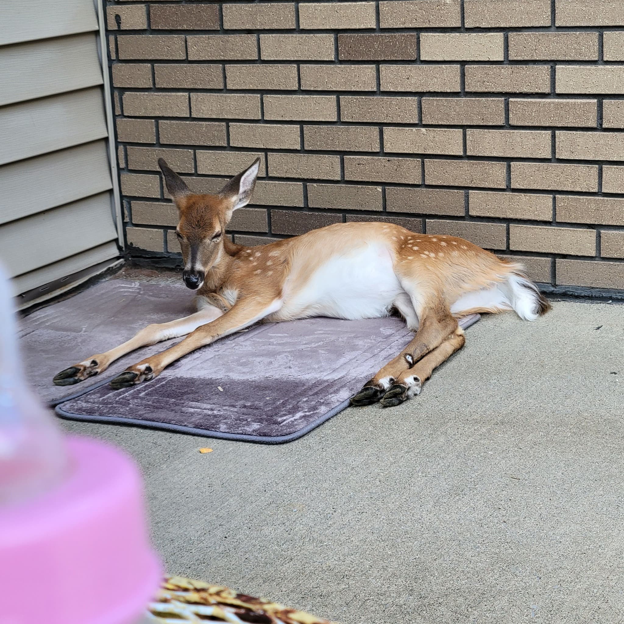 Baby The Deer 12