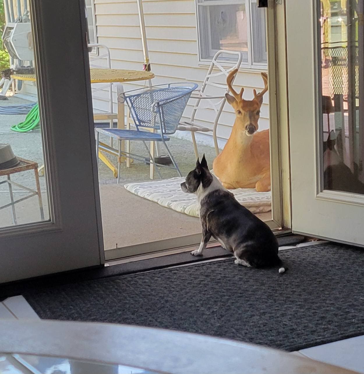 Baby The Deer 13