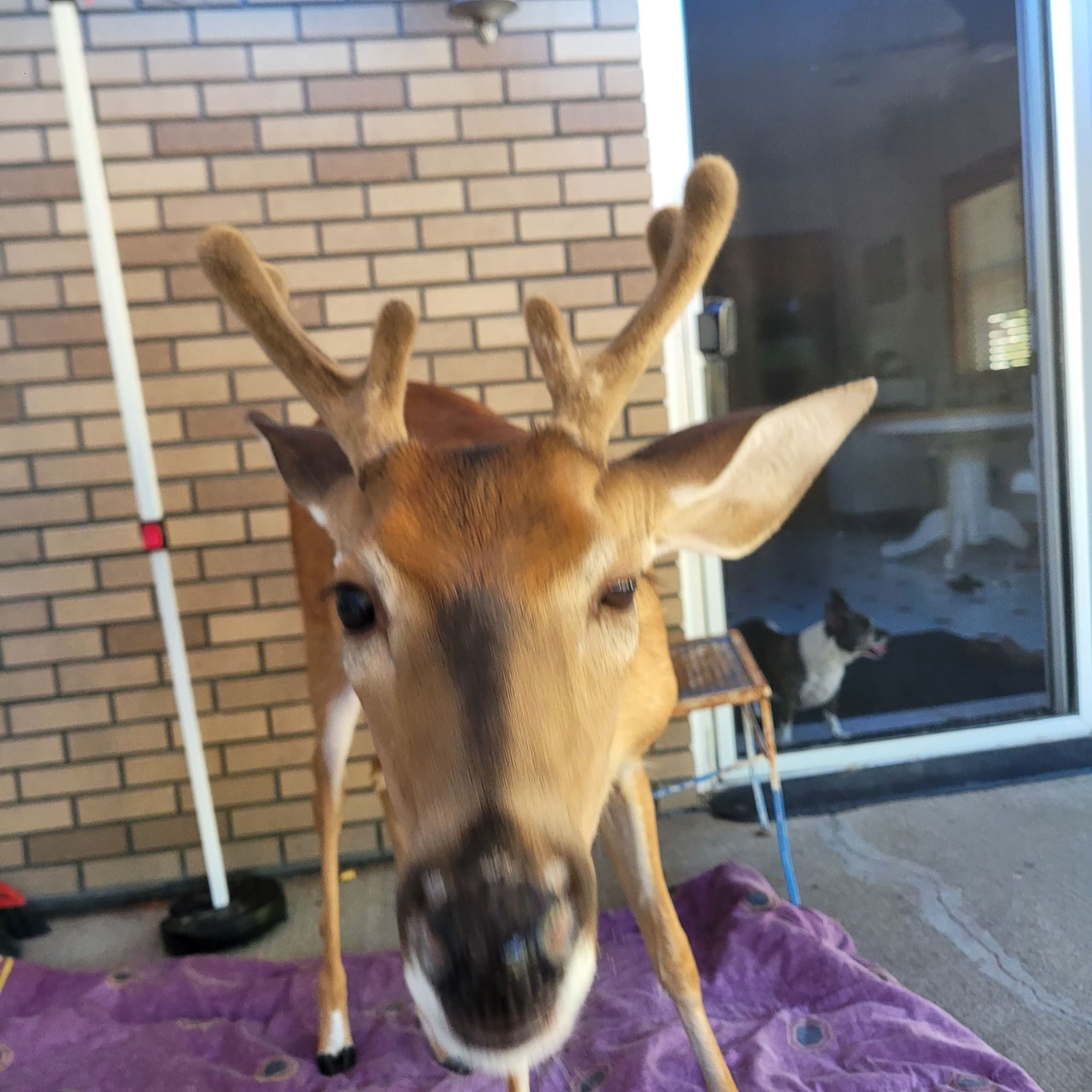 Baby The Deer 14