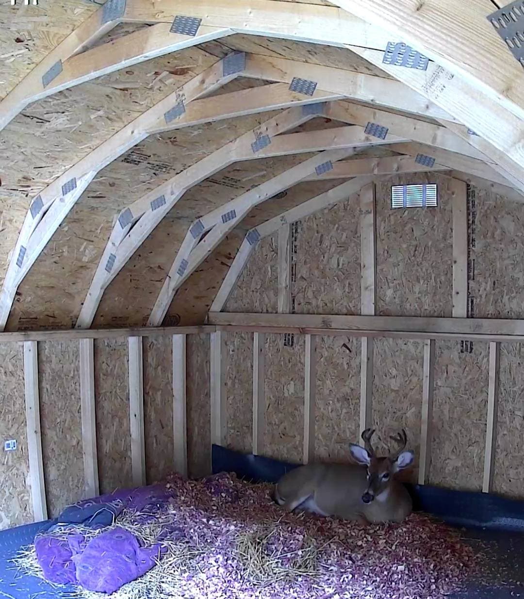 Baby The Deer 17