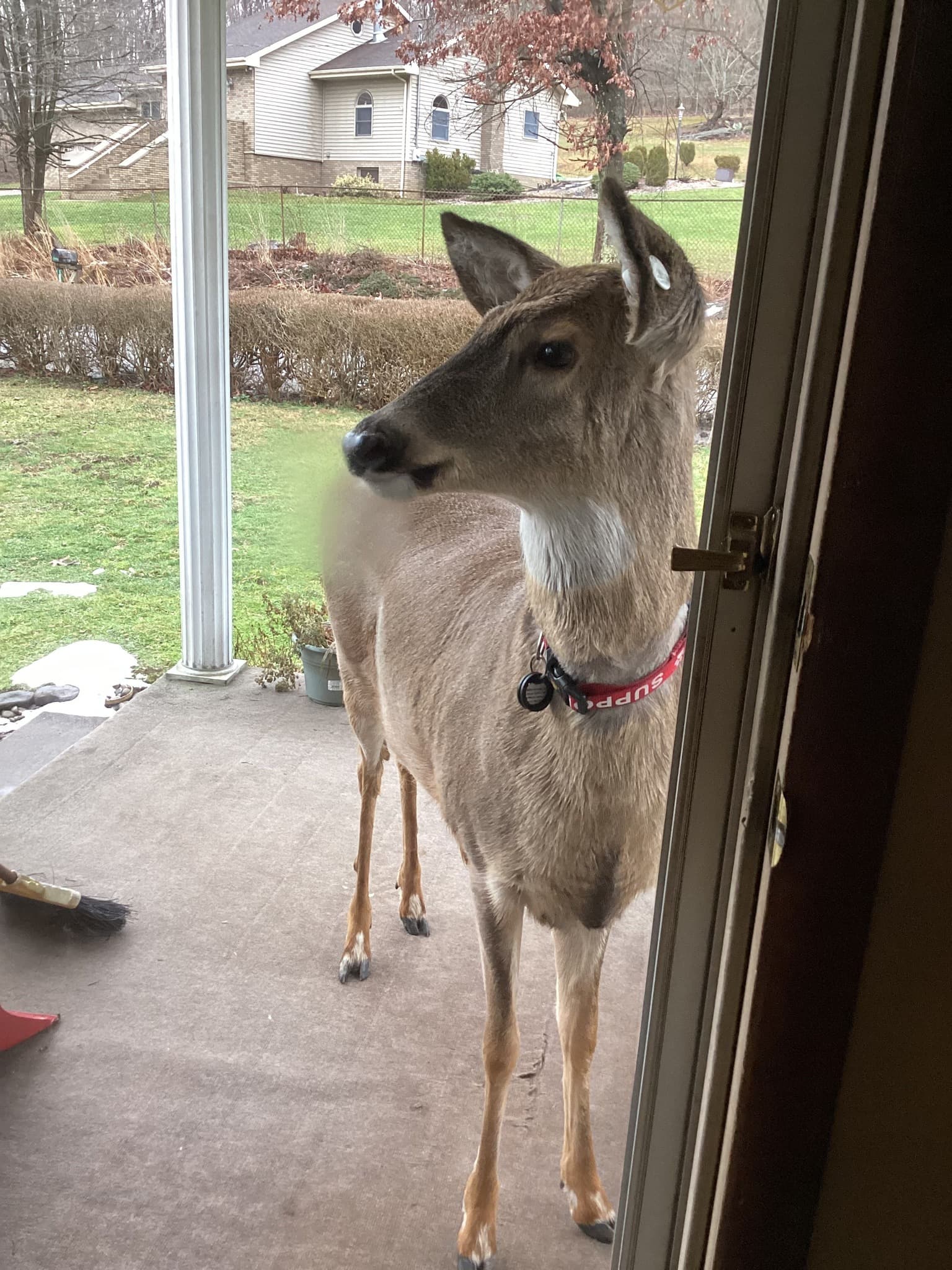 Baby The Deer 18