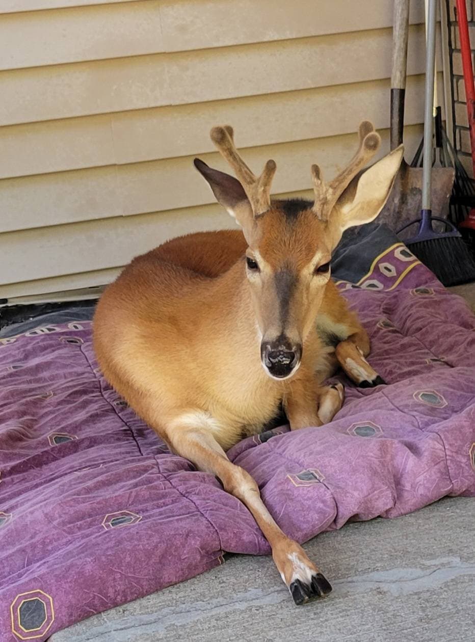 Baby The Deer 19