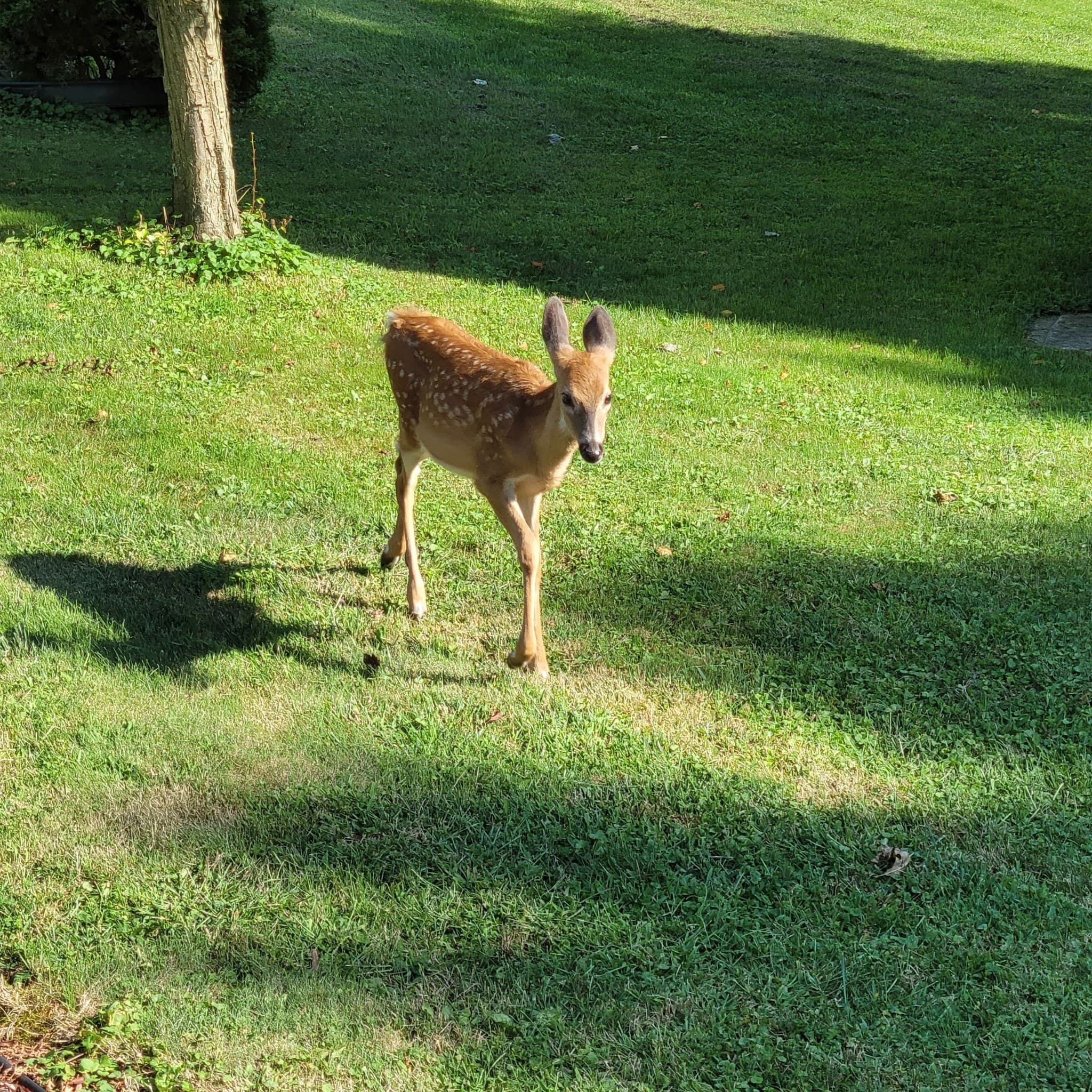 Baby The Deer 2