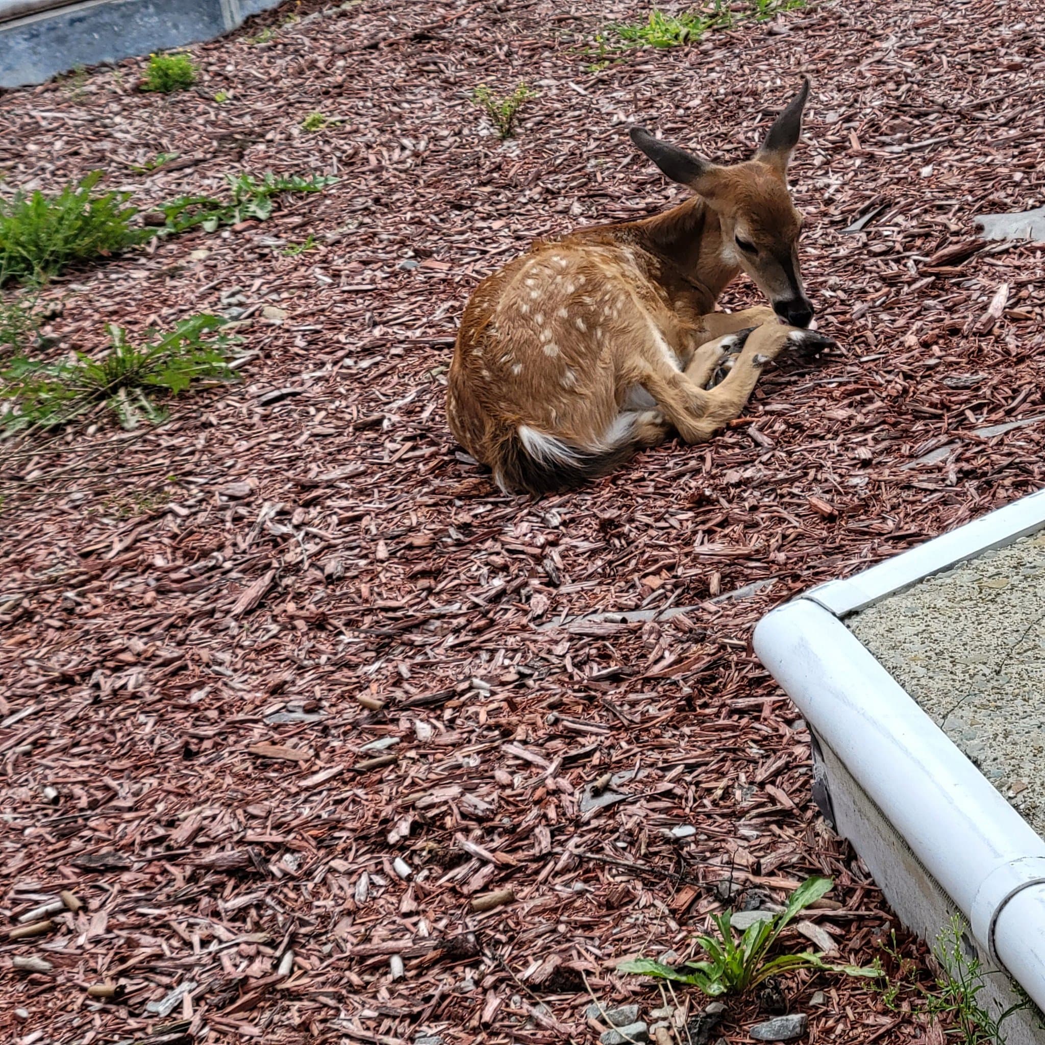 Baby The Deer 20