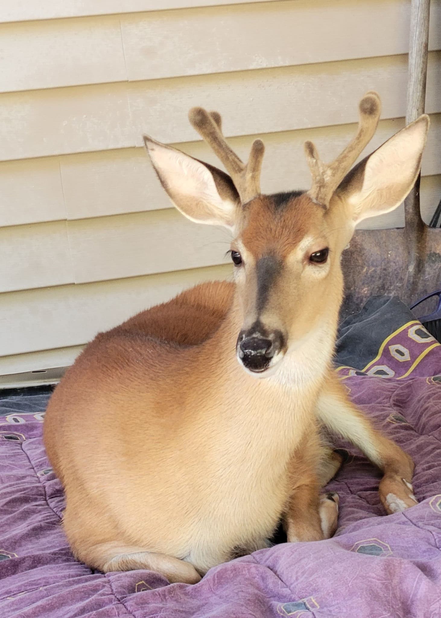 Baby The Deer 21