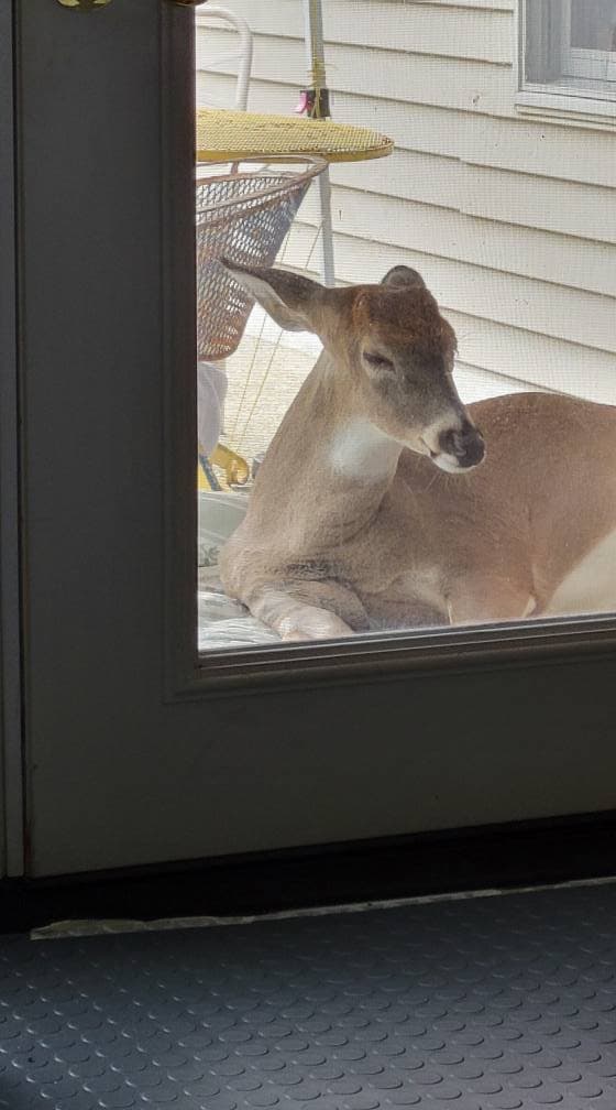 Baby The Deer 22