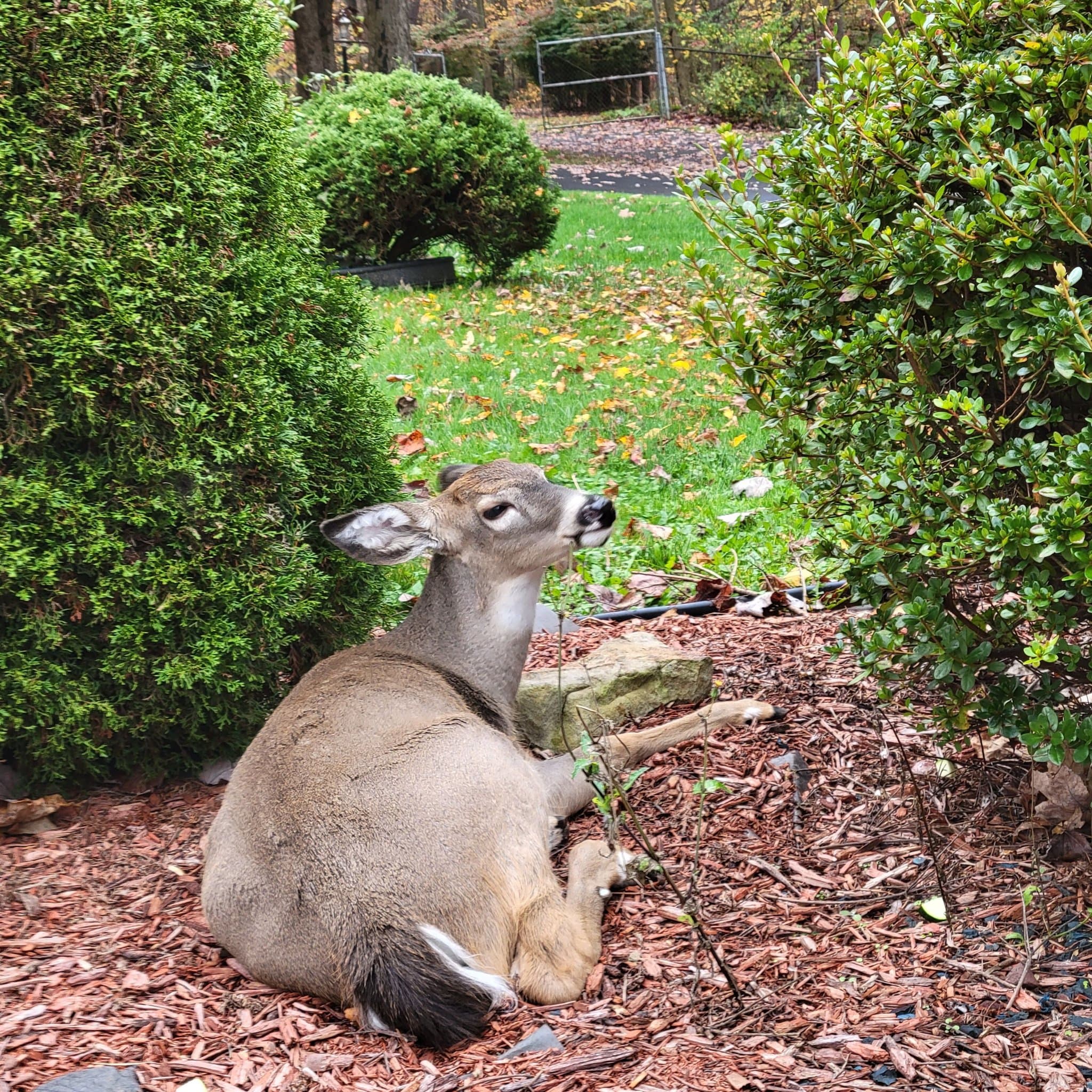 Baby The Deer 23