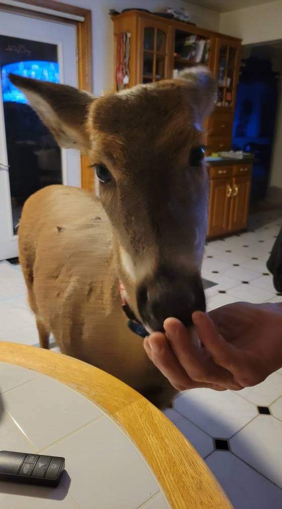 Baby The Deer 24