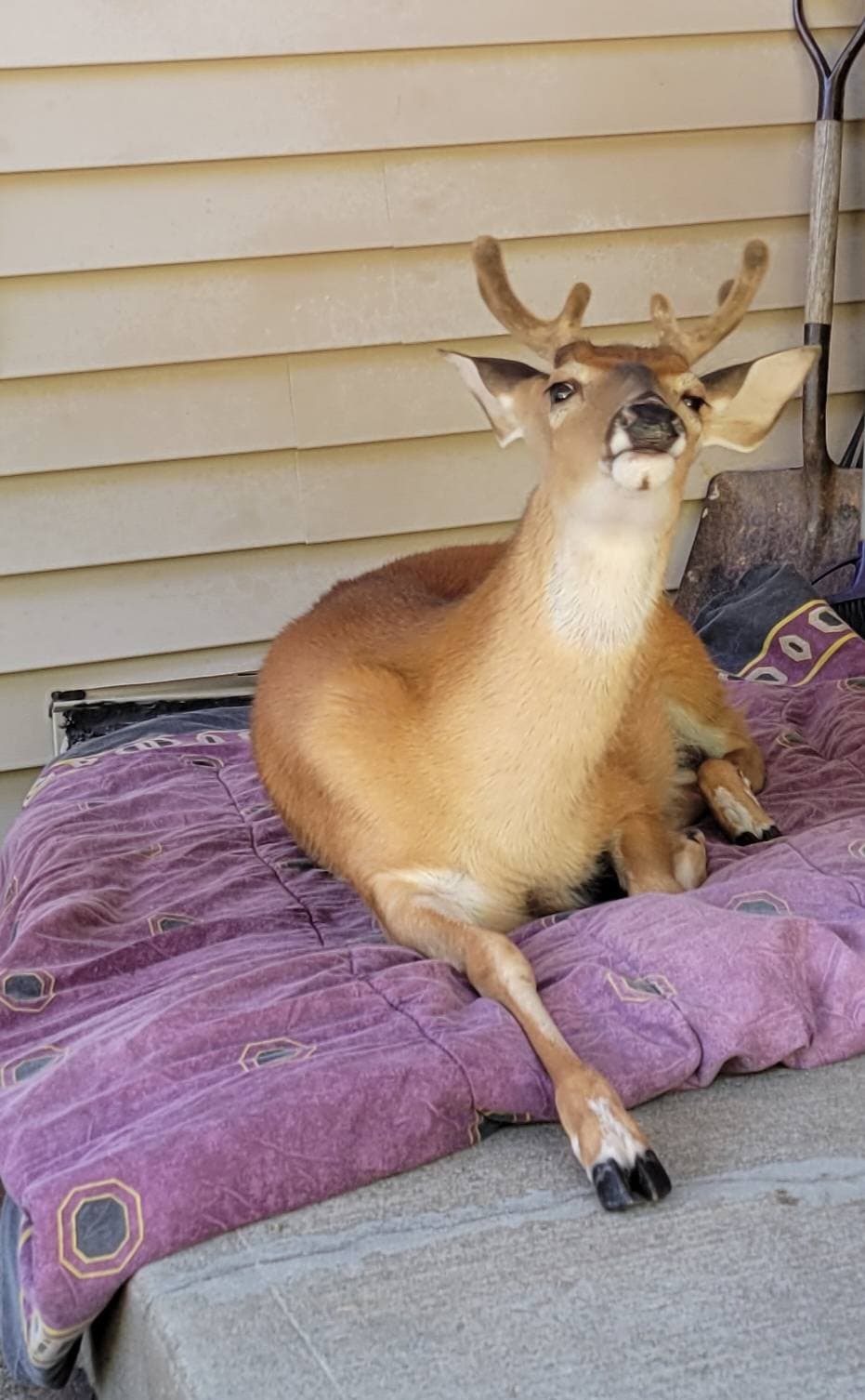 Baby The Deer 25