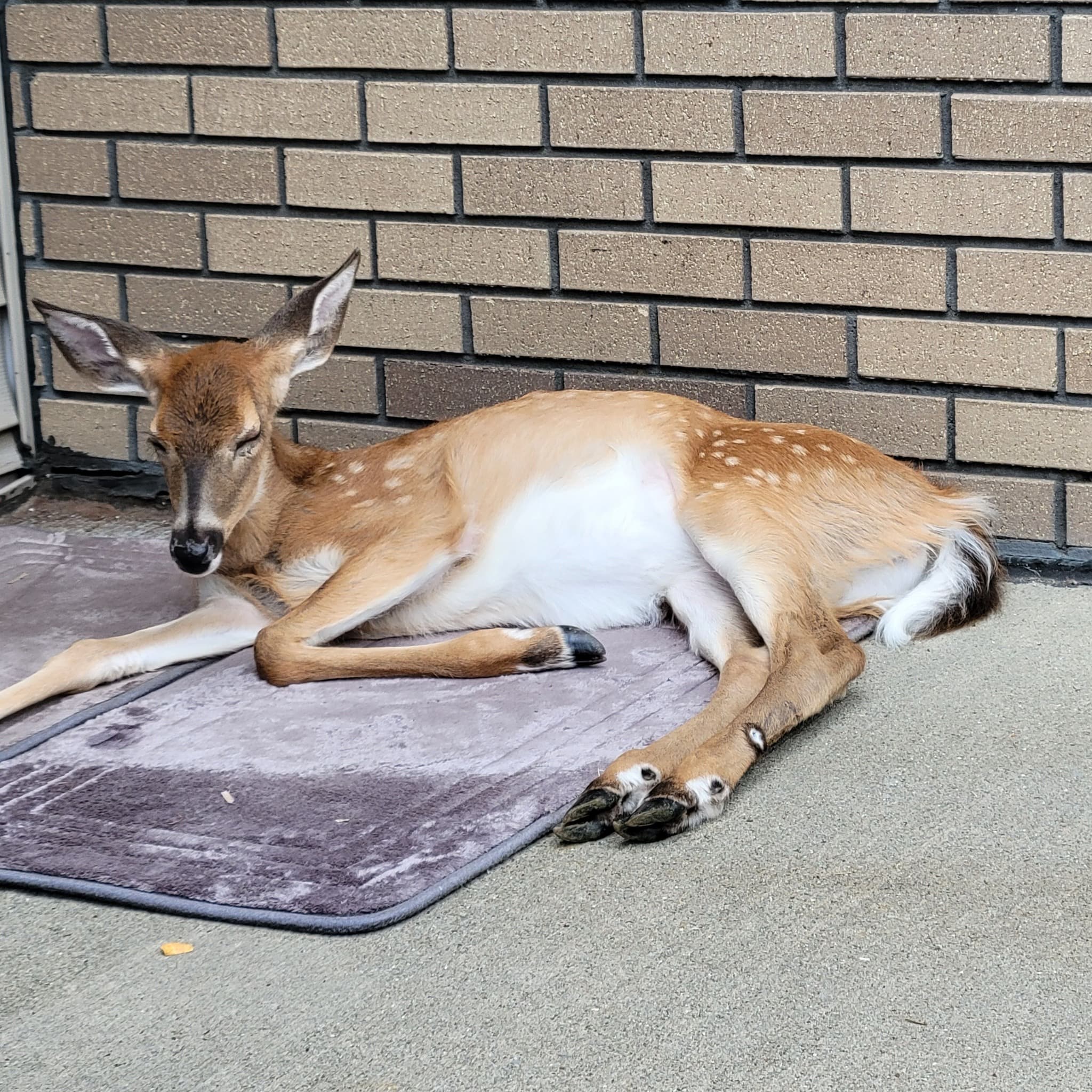 Baby The Deer 3