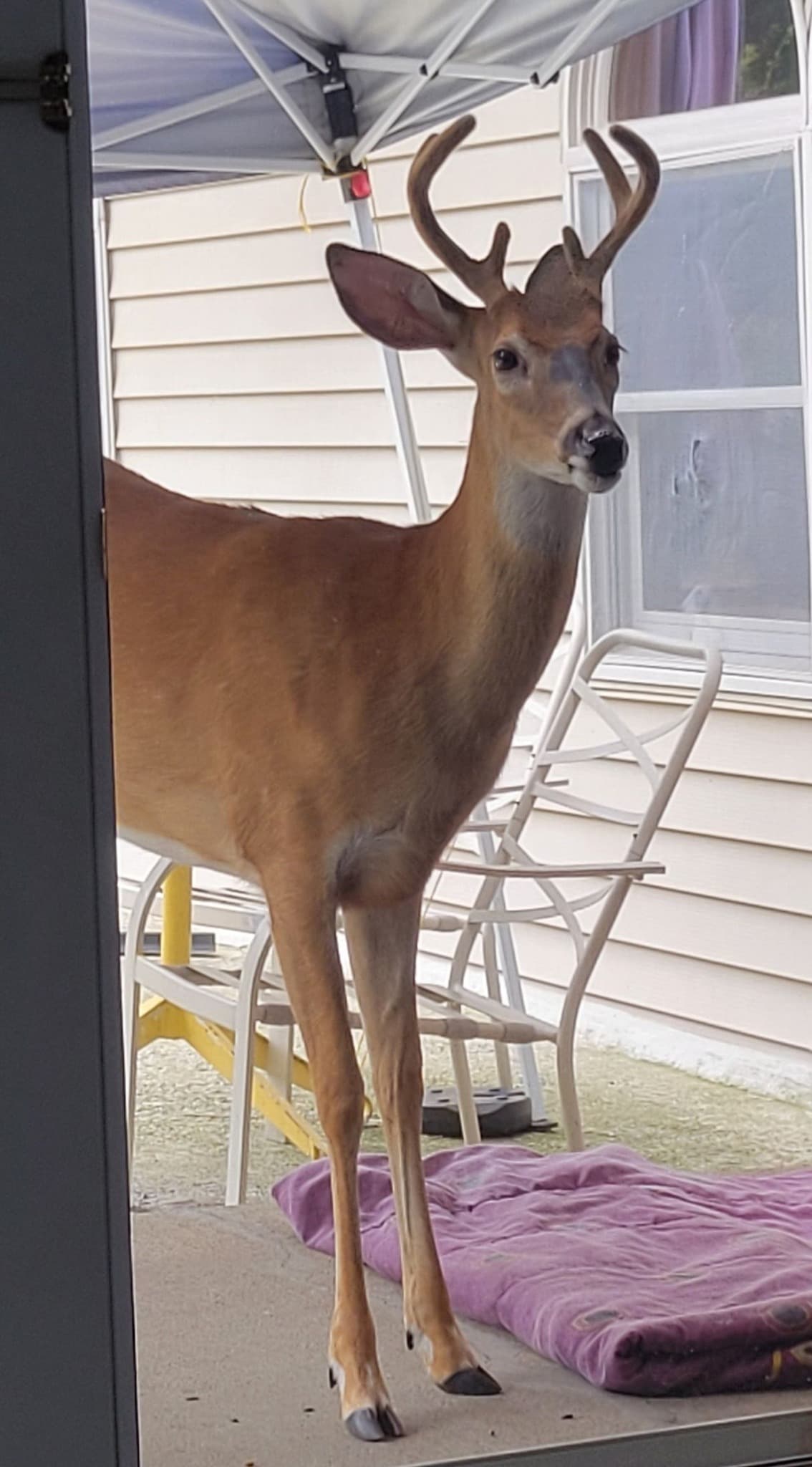 Baby The Deer 4