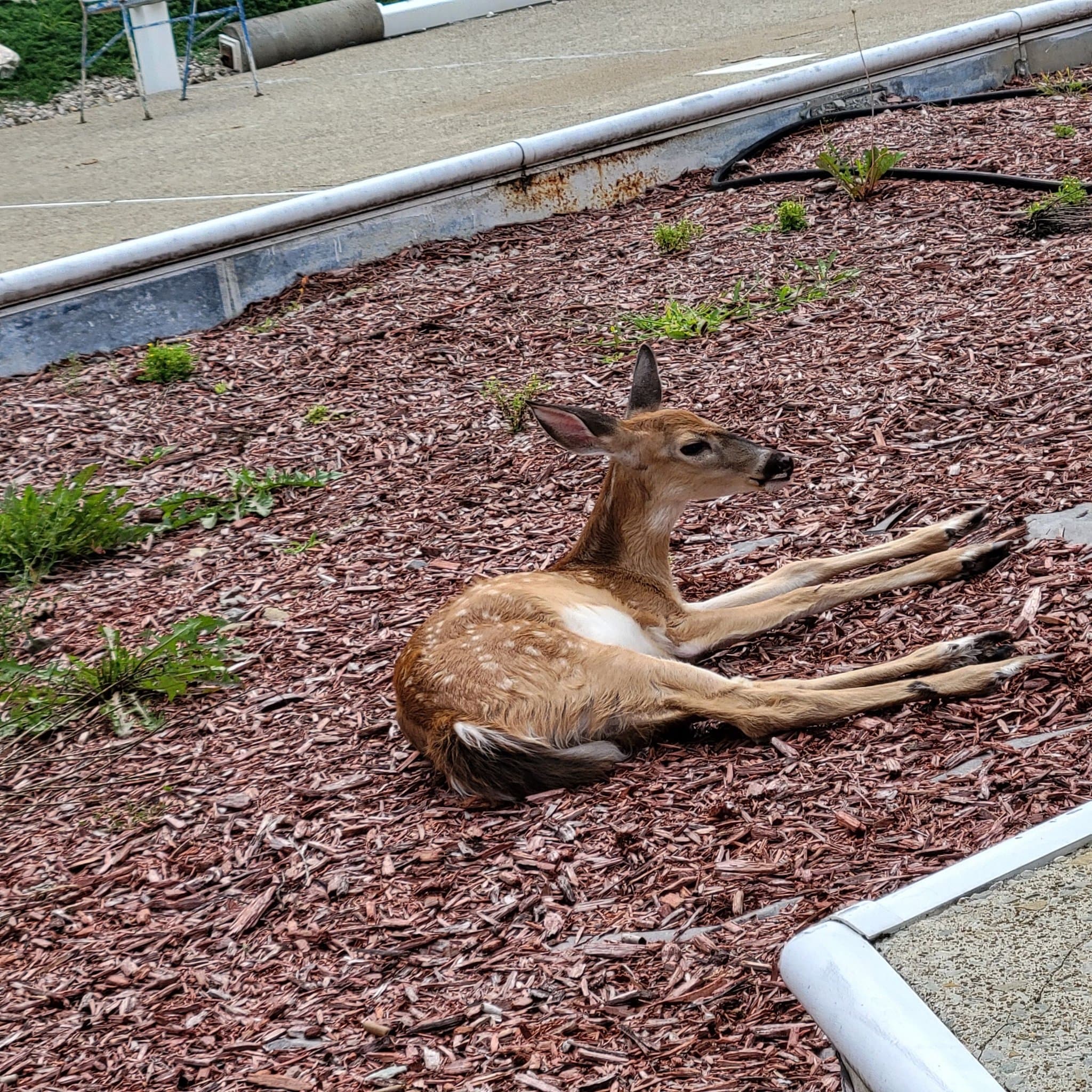 Baby The Deer 5