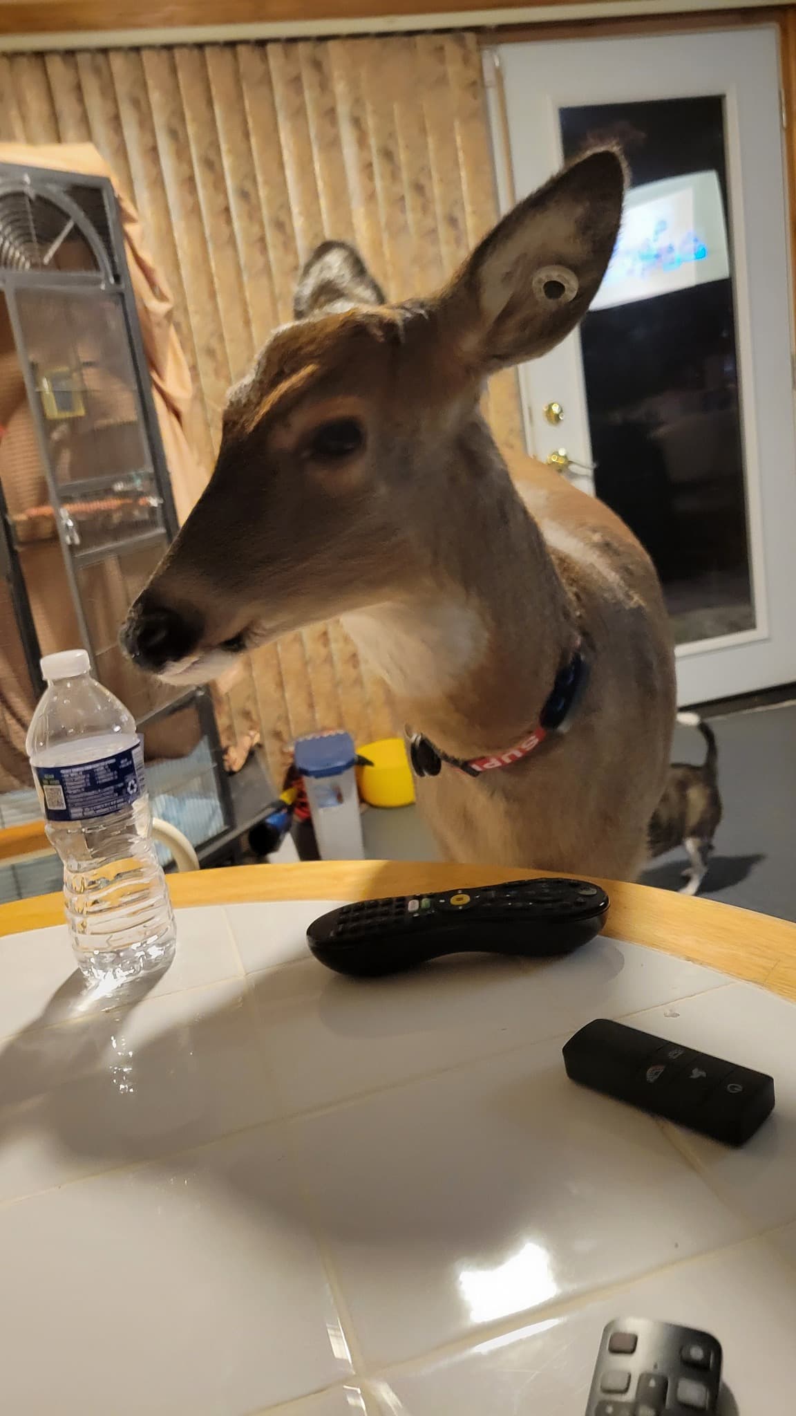 Baby The Deer 6