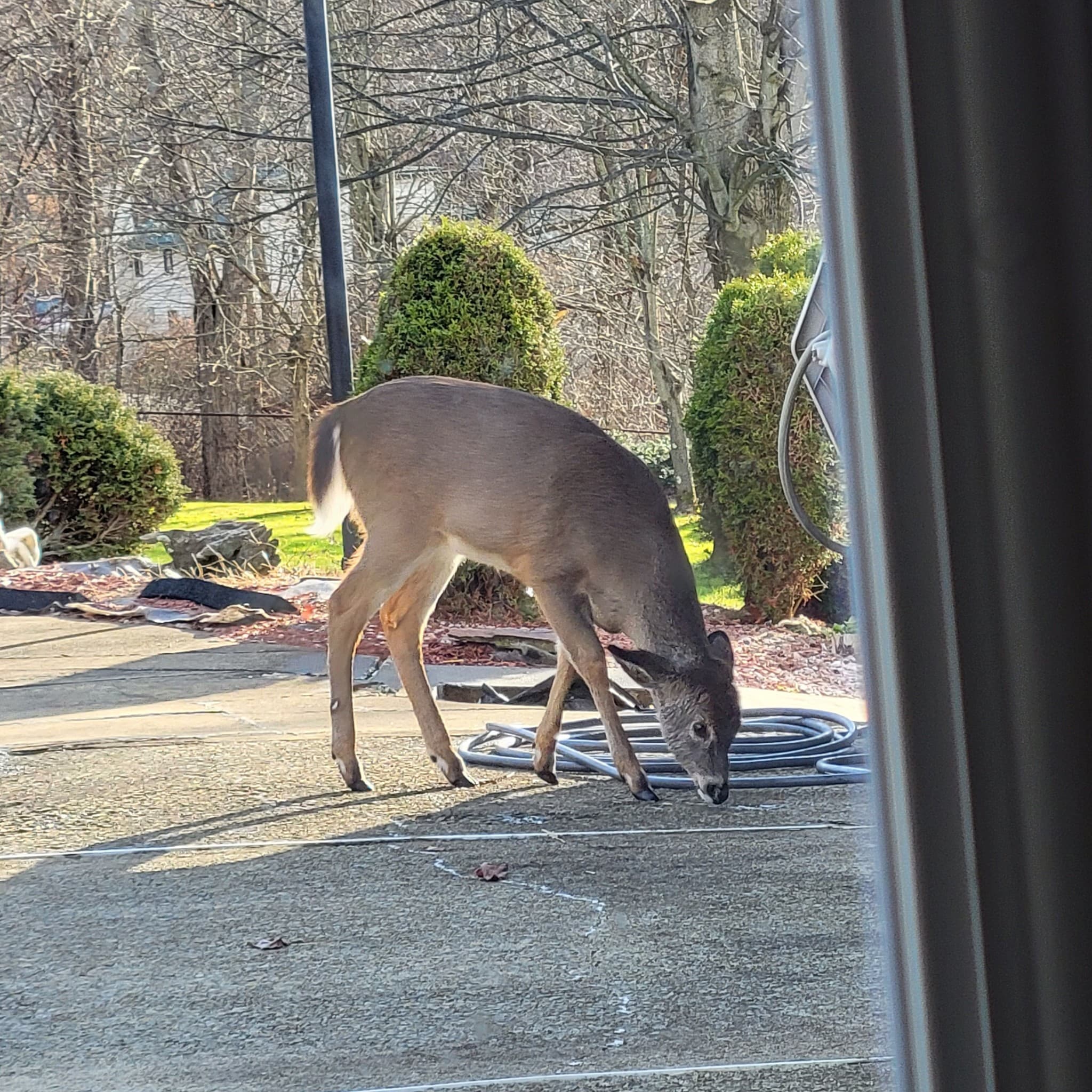 Baby The Deer 7