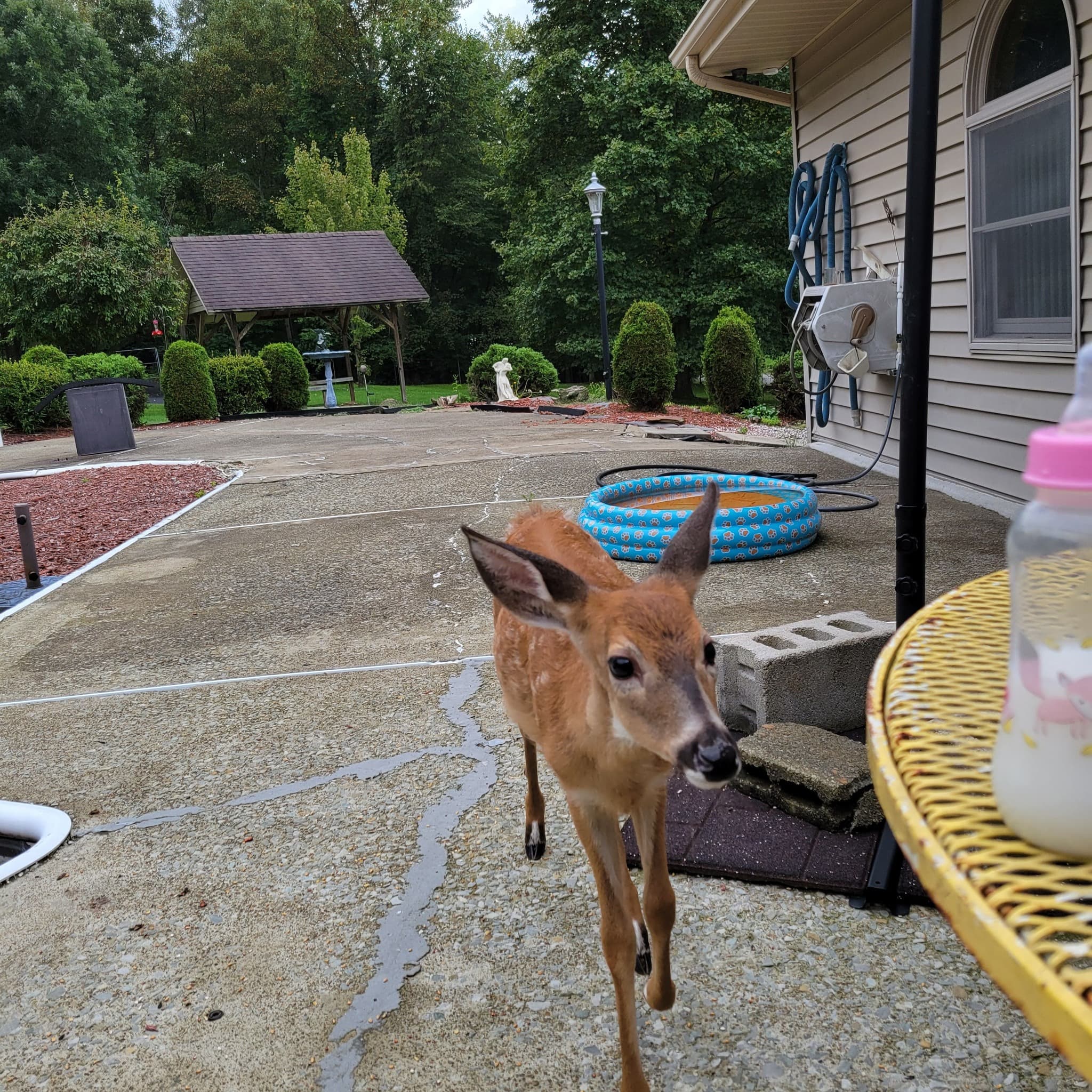 Baby The Deer 8