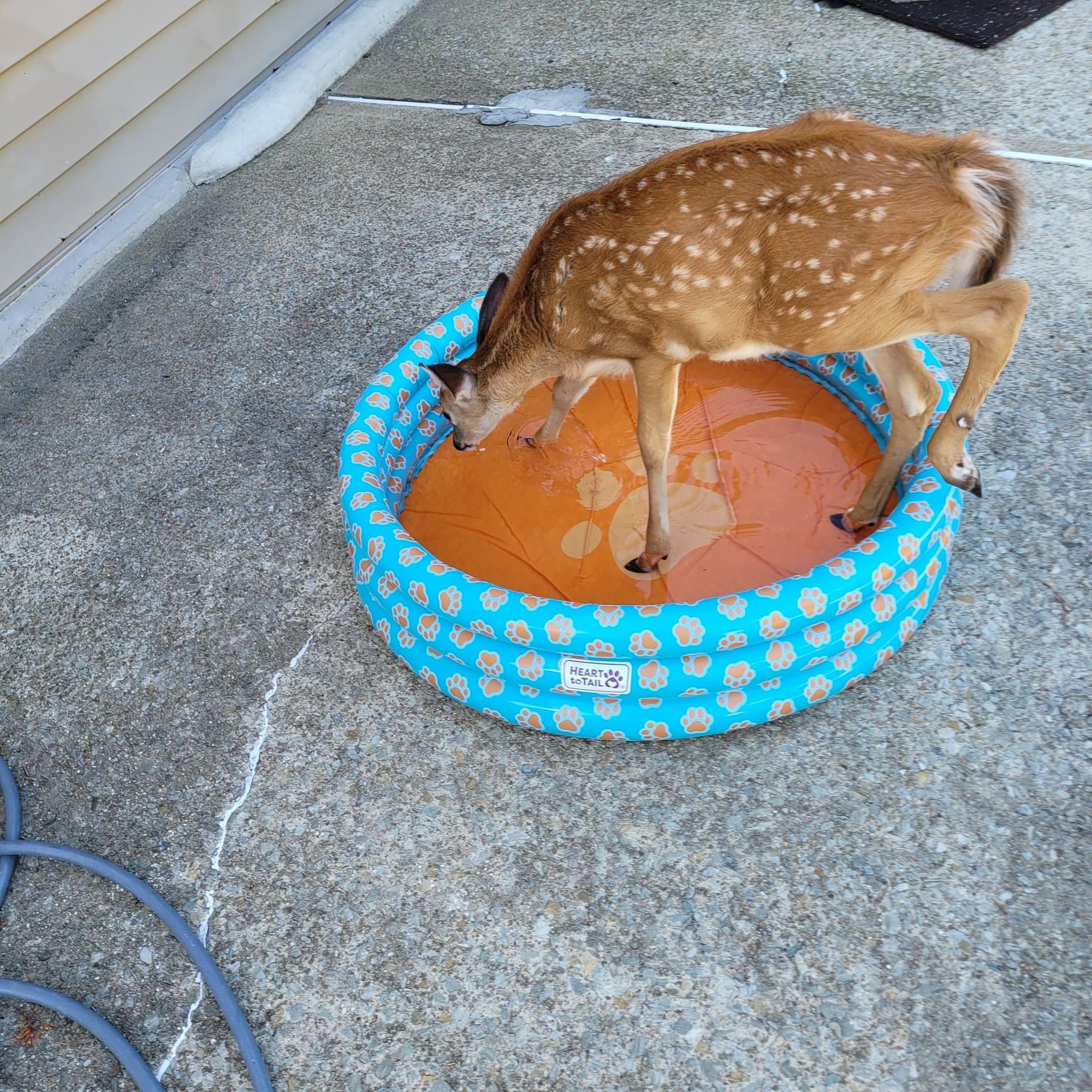 Baby The Deer 9